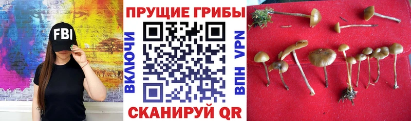 Галлюциногенные грибы Cubensis  Купить  Алушта 